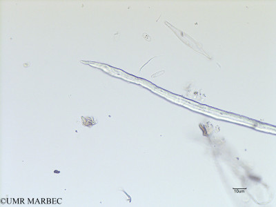 phyto/Scattered_Islands/iles_glorieuses/SIREME May 2016/Licmosphenia sp2 (SIREME-Glorieuses2016-RV1-161116-photo7-2)(copy)_thumb.jpg
